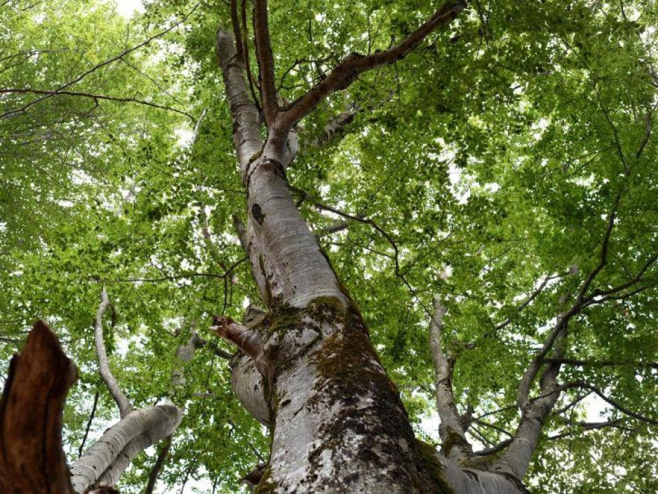 Spaziergang durch den Buchenwald, © Alpenwelt Karwendel/ Angelika Warmuth