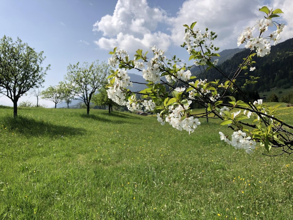 Obstblüte, © Schober