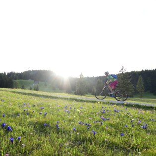 Enziane, Primeln, Krokusse soweit das Auge reicht - eine frühlinghafte Biketour in der Alpenwelt Karwendel, © Alpenwelt Karwendel | Stefan Eisend