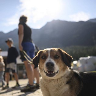 Mit Hund rund um Mittenwald, Krün und Wallgau, © Alpenwelt Karwendel | Philipp Gülland