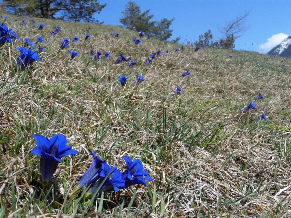 Enzianblüte vor der  Haustüre