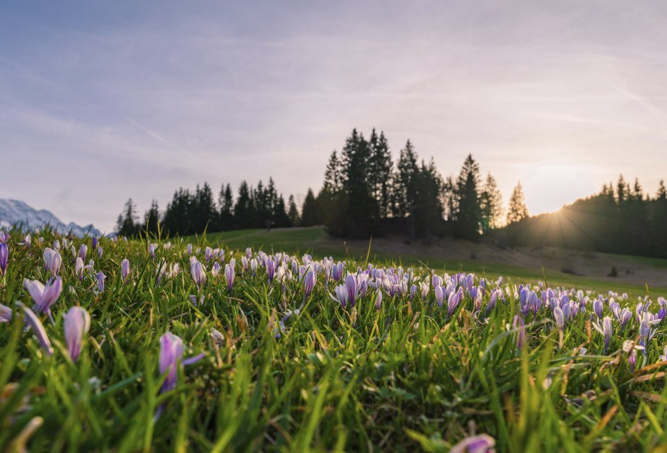 Frühling in der Alpenwelt Karwendel: Blütenpracht rund um Mittenwald, Krün und Wallgau, © Alpenwelt Karwendel | Paul Wolf