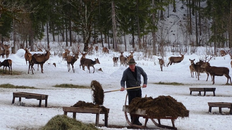 Rund 90 Hirsche, Hirschkühe und -kälber kommen zur Wildtierfütterung, © Alpenwelt Karwendel | Andrea Schmölzer