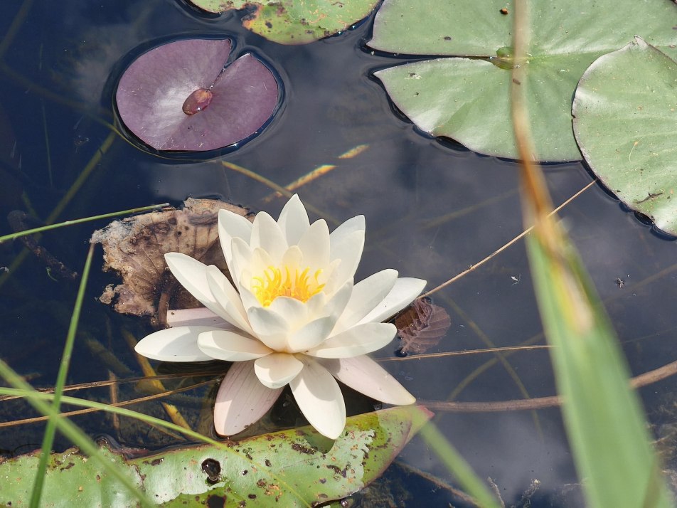 Seerose am Barmsee Ferienwohung Soiernblick