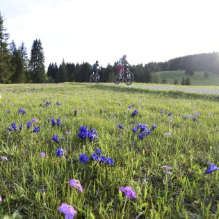 Biketour durch das Blütenmeer im Frühling, © Alpenwelt Karwendel | Stefan Eisend 