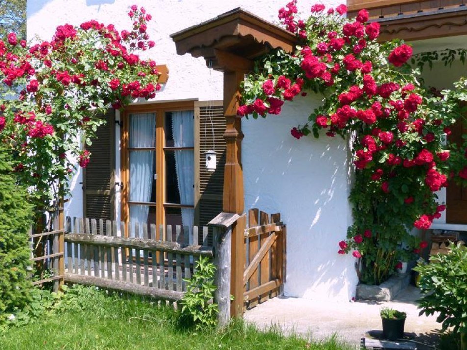 Am Haus Kletterrose Am Haus Kletterrose