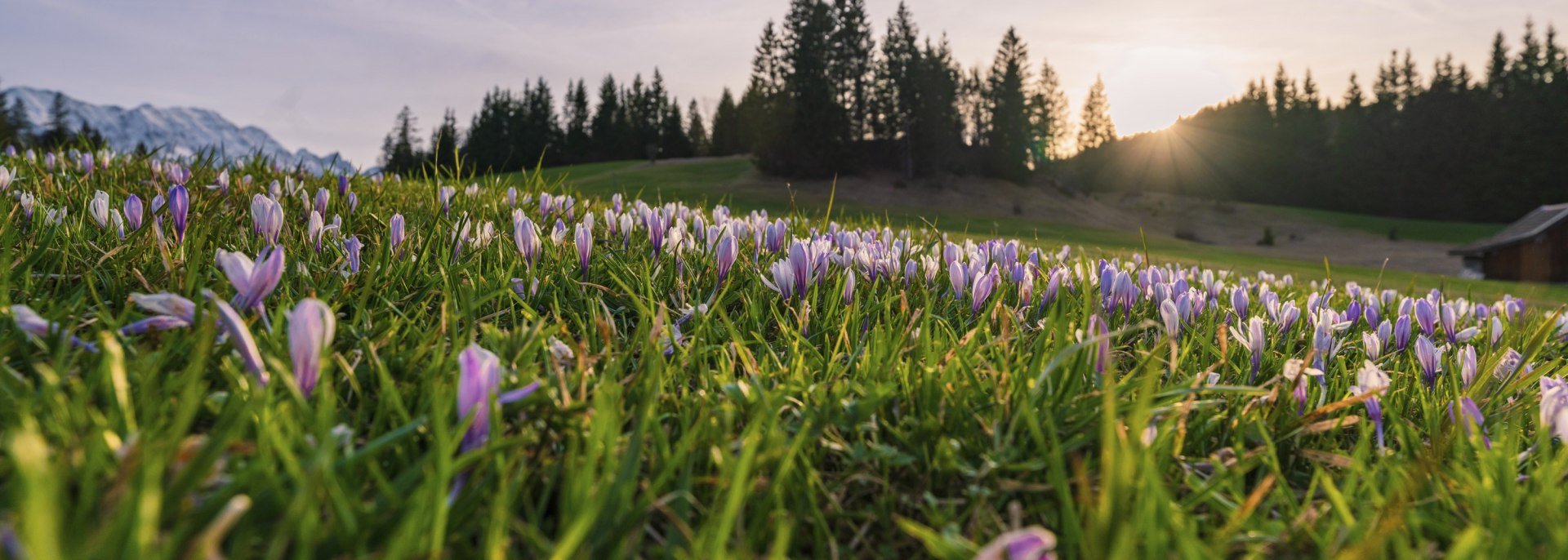 Frühling in der Alpenwelt Karwendel: Blütenpracht rund um Mittenwald, Krün und Wallgau, © Alpenwelt Karwendel | Paul Wolf