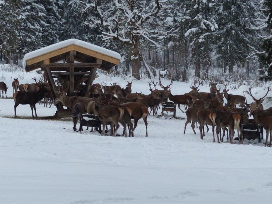 Wildfütterung an der Auhüttte Wildfütterung an der Auhüttte