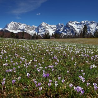 Krokusmeer am Karwendel rund im Mittenwald, Krün und Wallgau, © Alpenwelt Karwendel | Rudolf Pohmann