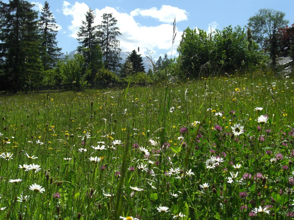 Blumenwiese