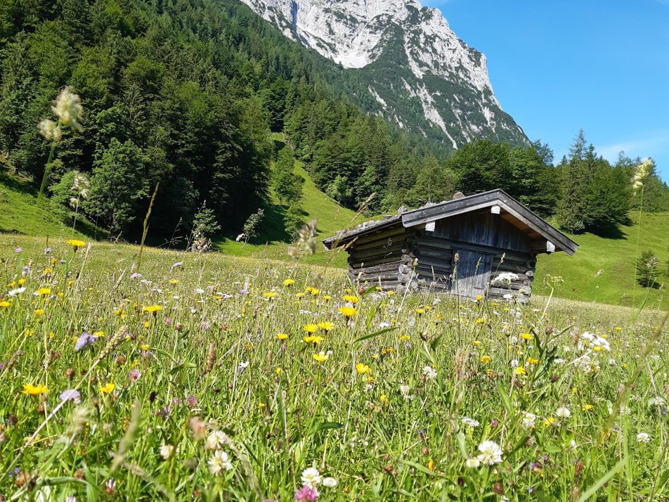 Stadl mit Blumenwiese