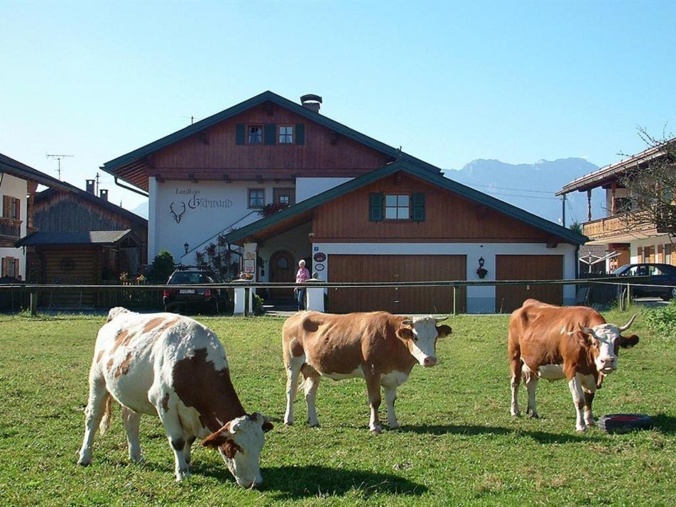 Kühe vor dem Haus
