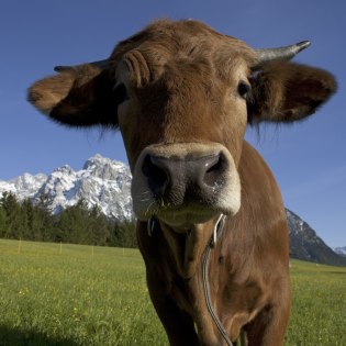 Tierisches Panorama rund um Mittenwald, Krün und Wallgau, © Alpenwelt Karwendel | Hubert Hornsteiner