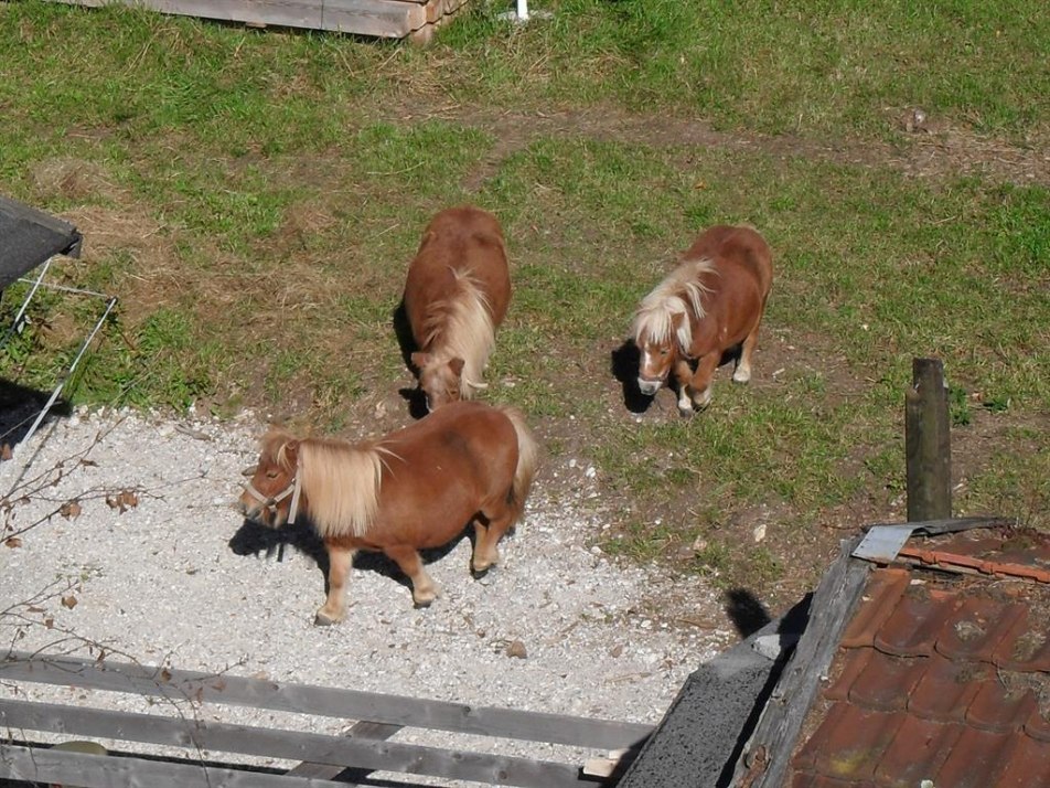 Unsere Pony´s