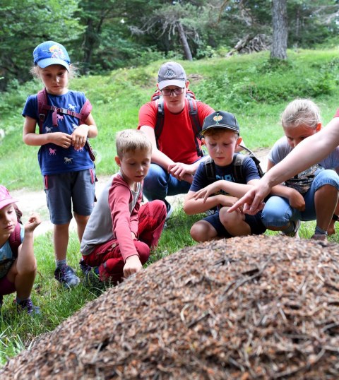 The enchanting beech forest offers nature & fun!, © Alpenwelt Karwendel | Angelika Warmuth