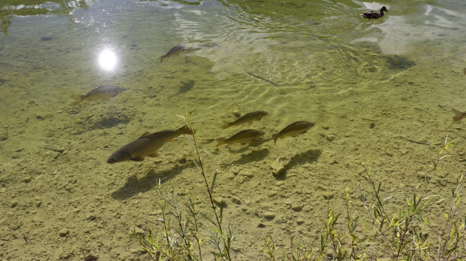 Der Lautersee bei Mittenwald ist ein Paradies für Angler, © Alpenwelt Karwendel | Stefan Eisend