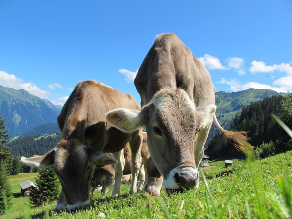 Mahlzeit