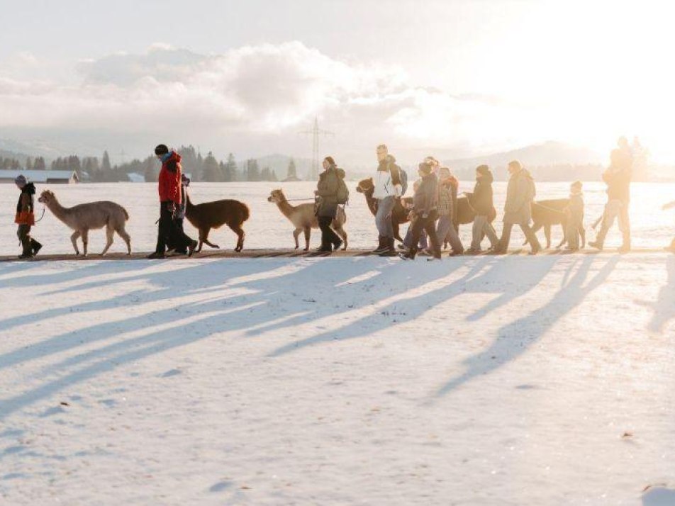 Winterliche Alpakawanderung, © Zugspitz Region GmbH, Björn Ahrendt