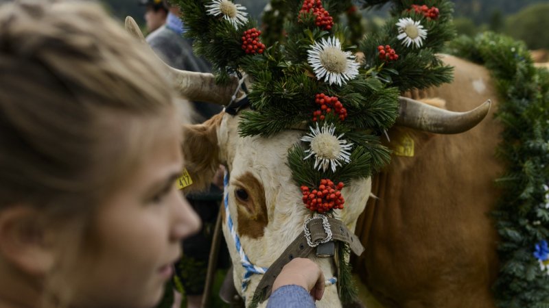 Eindrücke von den geschmückten Kühen beim Almabtrieb, © Alpenwelt Karwendel | Zugspitz Region GmbH