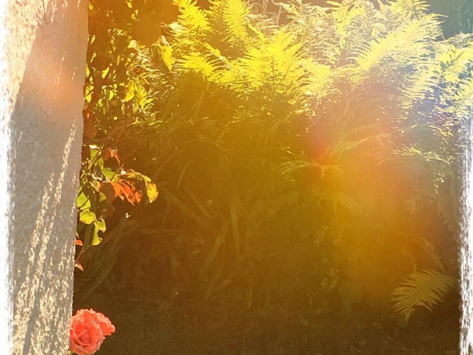 IMG_1741, © Morgenlicht im Garten IMG_1741, © Morgenlicht im Garten