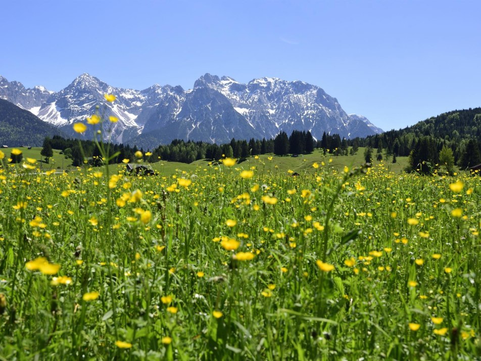 Blumenwiese - Alpenwelt Karwendel