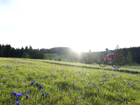 Enziane, Primeln, Krokusse soweit das Auge reicht - eine frühlinghafte Biketour in der Alpenwelt Karwendel, © Alpenwelt Karwendel | Stefan Eisend
