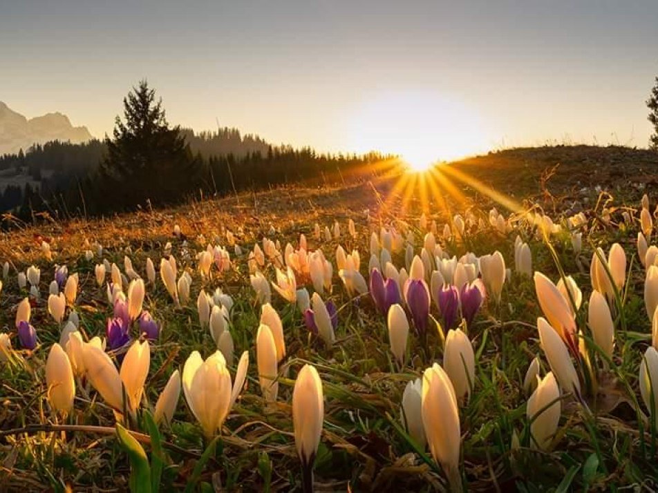 FB_IMG_1586639676066 FB_IMG_1586639676066