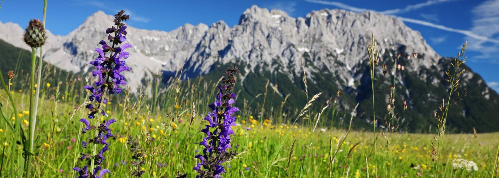 Sommerliche Aussichen von den Buckelwiesen zwischen Krün und Wallgau, © Alpenwelt Karwendel | Rudolf Pohmann