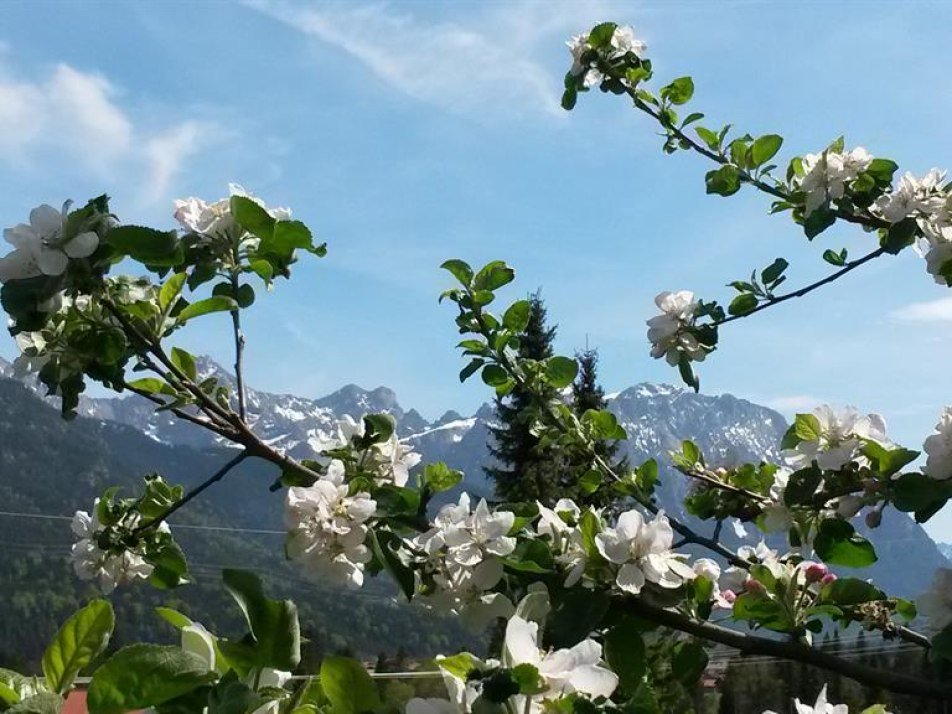 Gästehaus im Gries Apfelblüte im Mai, © Franz-Paul Reindl