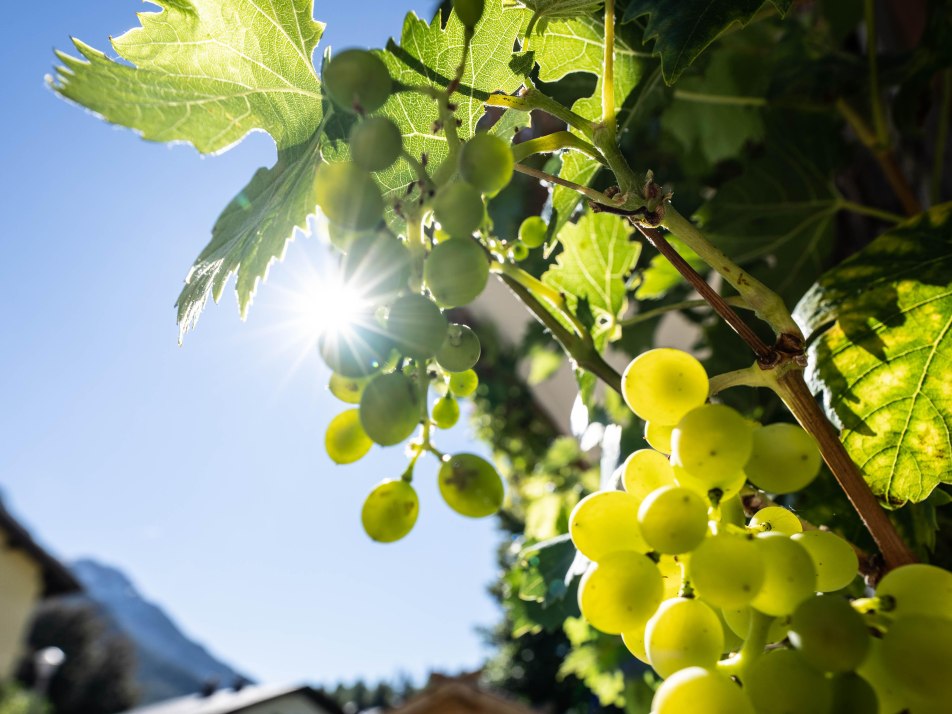 Weintrauben am Haus Weintrauben am Haus