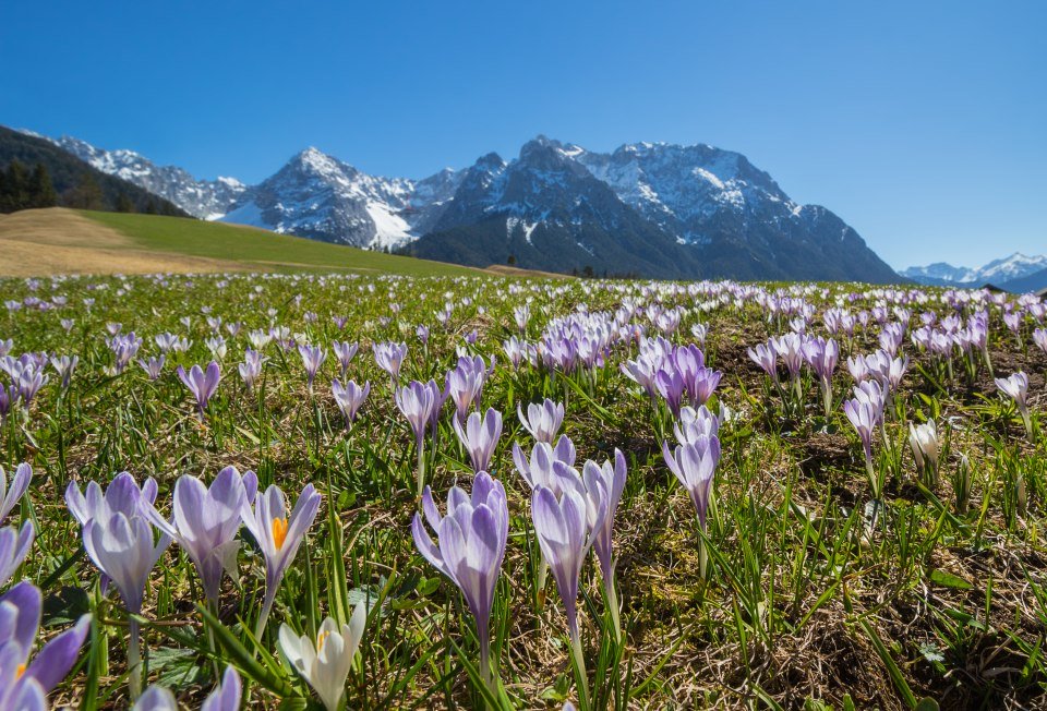 Violetter Krokus auf den Buckelwiesen zwischen Mittenwald und Krün, © Alpenwelt Karwendel | Wera Tuma