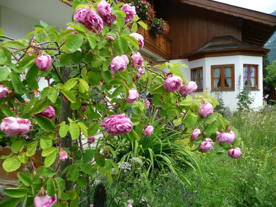 Duftrose im Garten