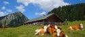 Kühe bei Krüner Alm, © Alpenwelt Karwendel | Christoph Schober