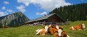 Kühe bei Krüner Alm, © Alpenwelt Karwendel | Christoph Schober