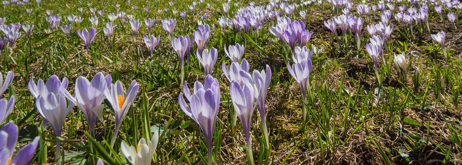 Violetter Krokus auf den Buckelwiesen zwischen Mittenwald und Krün, © Alpenwelt Karwendel | Wera Tuma