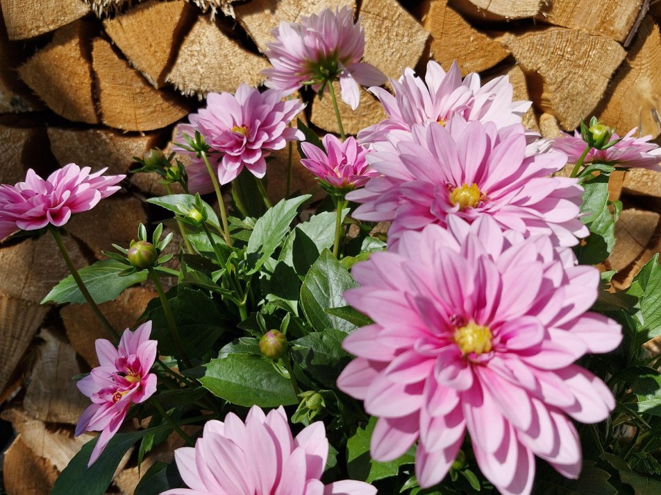 Blumendeko hinterm Haus