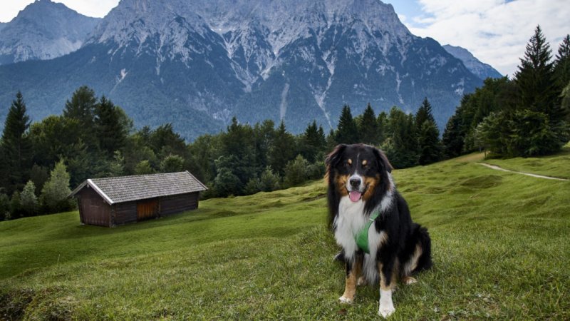 Tierische Ausblicke auf das Karwendel, © Andrea Obele | mein-wanderhund.de