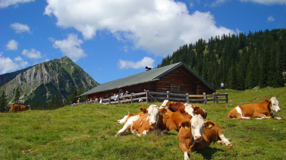 Kühe bei Krüner Alm, © Alpenwelt Karwendel | Christoph Schober