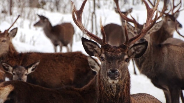 Die ganze Hirsch-Familie ist zu Besuch, © Alpenwelt Karwendel | Andrea Schmölzer