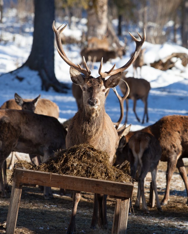 Hirsch, ©  Alpenwelt Karwendel | Hubert Hornsteiner