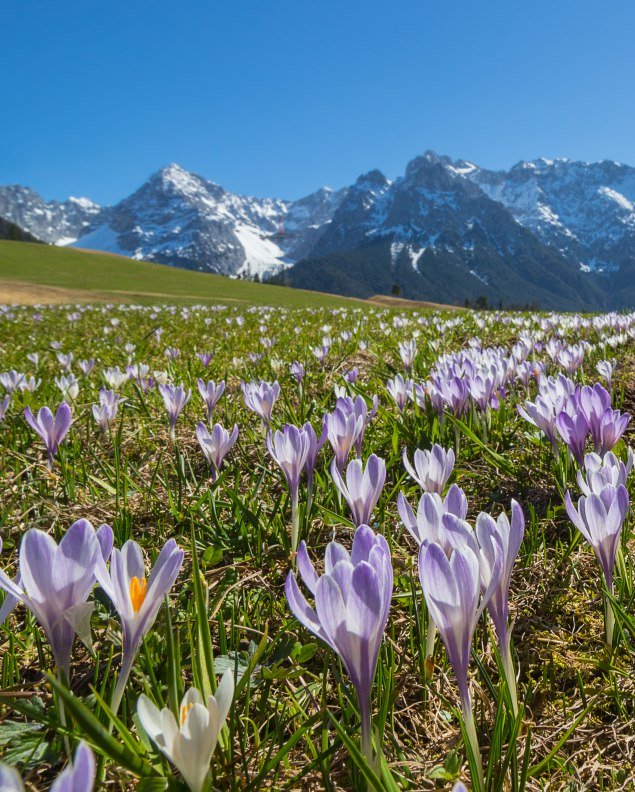 Violetter Krokus auf den Buckelwiesen zwischen Mittenwald und Krün, © Alpenwelt Karwendel | Wera Tuma