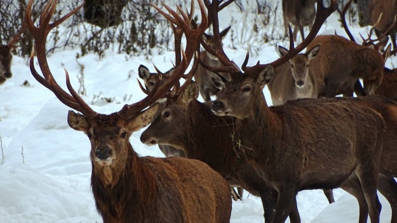 Rotwild bei der Wildfütterung, © Alpenwelt Karwendel | Andrea Schmölzer