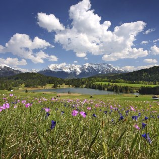 Ein Blumenmeer am Geroldsee zwischen Mittenwald und Garmisch-Partenkirchen, © Alpenwelt Karwendel | Rudolf Pohmann