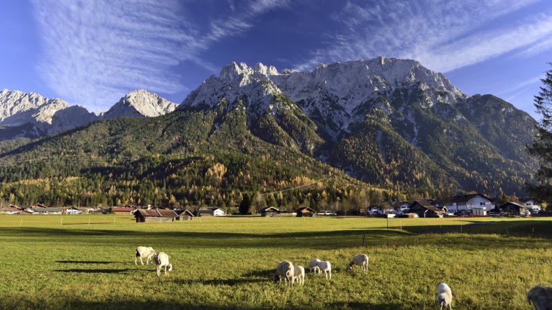 Eindrücke von einer Mittenwalder Schafweide auf Karwendelmassiv, © Alpenwelt Karwendel | Stefan Eisend