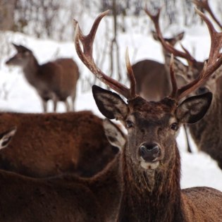 Die ganze Hirsch-Familie ist zu Besuch, © Alpenwelt Karwendel | Andrea Schmölzer