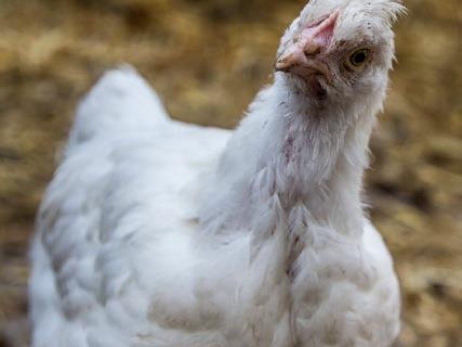 Seltene Haustierrassen wie Weisse Sulmtaler