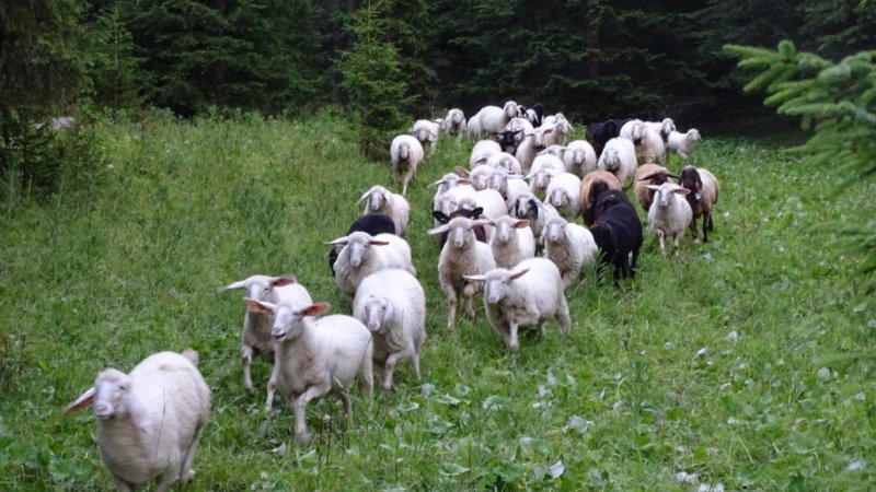 Ein Teil der munteren Schafherde, © Alpenwelt Karwendel | Andrea Schmölzer