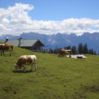 Das Jungvieh genießt den Almsommer auf der Krüner Alm, © Alpenwelt Karwendel |Christoph Schober