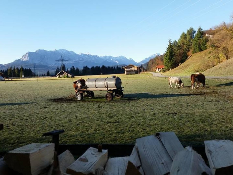 Kälber im Herbst