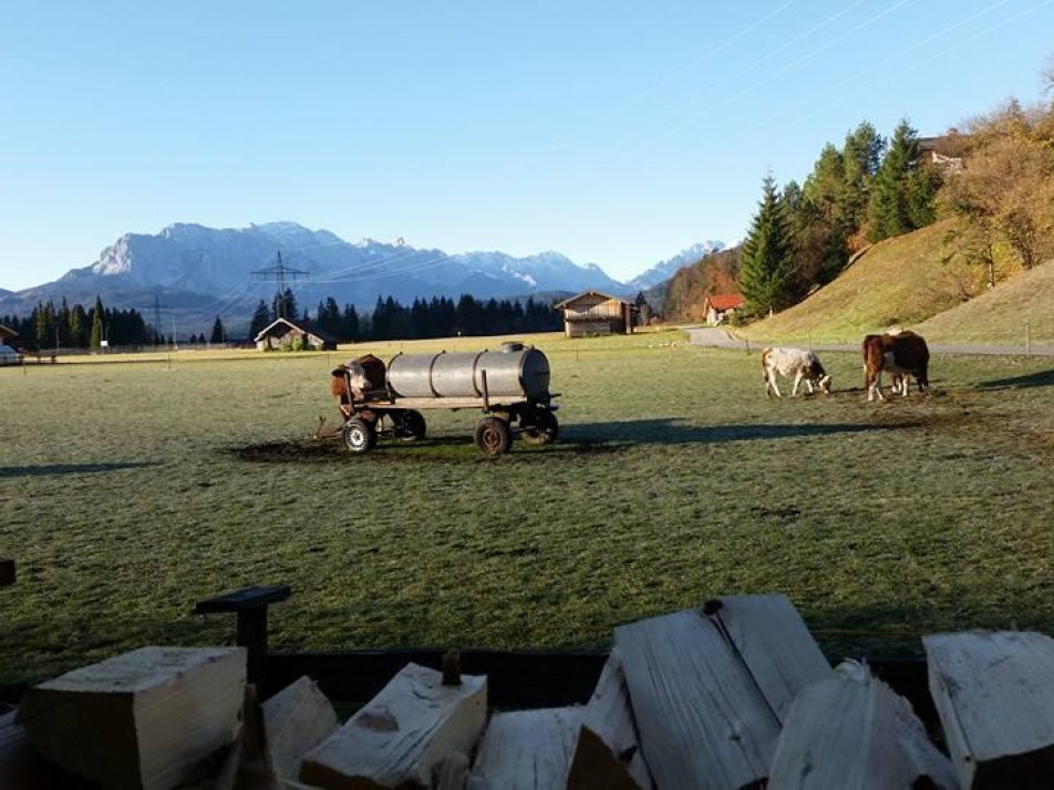 Kälber im Herbst